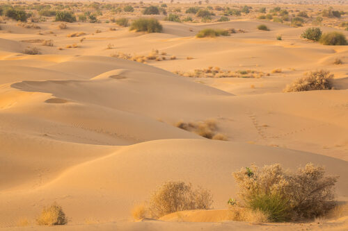 Desert sand dunes and patchy scrub stretching to the horizon at sunset. Desert National Park (DNP), Thar Desert, Rajasthan, India.