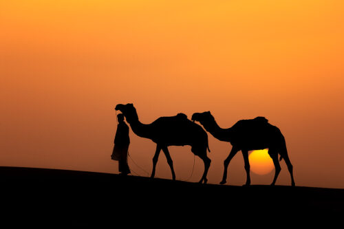 Sunset Camel Silhouette. Two camels and their herder walk along the top of a sand dune whilst silhouetted against the setting sun. Desert National Park (DNP), Thar Desert, Rajasthan, India.