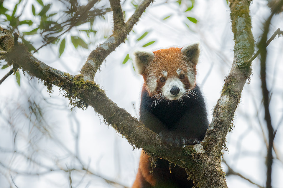 Red Panda poses on a mossy tree branch. Singalila National Park, West Bengal, India.
