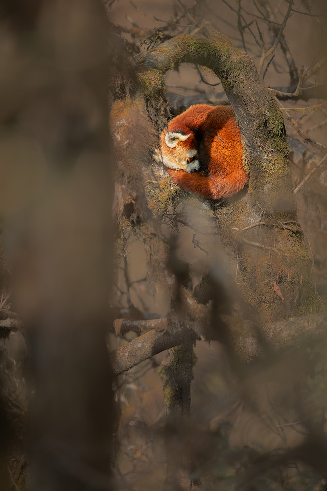Sleeping Red Panda. Wild Red Panda curled up fast asleep in the tree canopy. Himalayan cloud forest habitat. Singalila National Park, West Bengal, India. 