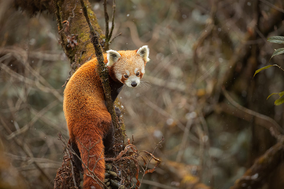 Red Panda in falling snow - Francis J Taylor Photography