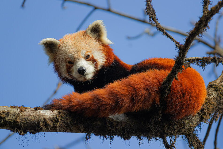 Wild red panda against a bright blue sky in typical Himalayan cloud forest habitat. Singalila National Park, West Bengal, India. 