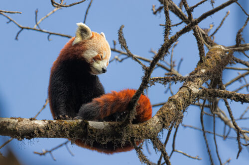 Wild red panda stretching beneath a bright blue sky in typical Himalayan cloud forest habitat. Singalila National Park, West Bengal, India. 