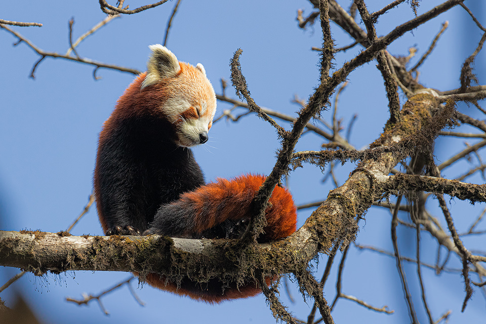 Stretching Red Panda - Francis J Taylor Photography Stretching Red Panda - Francis J Taylor Photography
