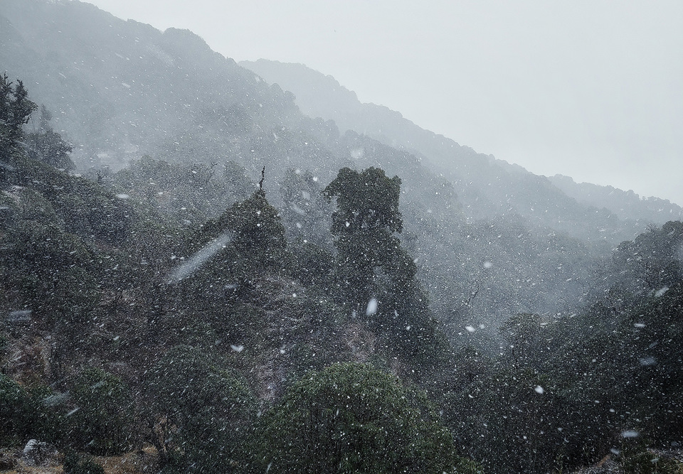 Typical Red Panda habitat of dense Himalayan cloud forest with falling snow. Singalila National Park, West Bengal, India.