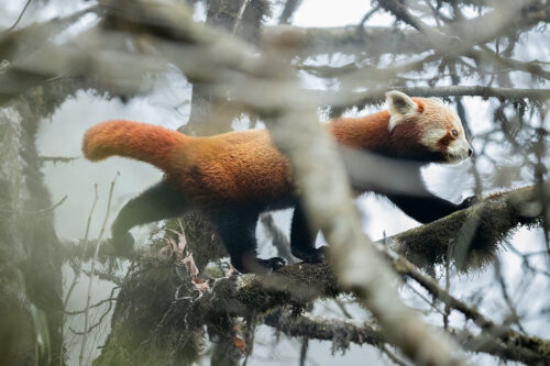 Wild red panda walking through a tangle of branches in typical Himalayan cloud forest habitat. Singalila National Park, West Bengal, India. 