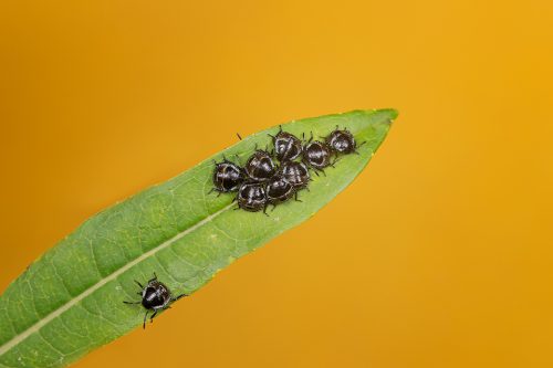 Baby shield bugs on a leaf with diffused colourful background Sheffield, UK.