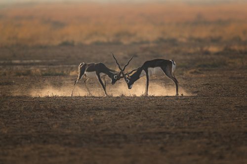 Fighting Blackbucks. Two male blackbuck antelopes fighting on a dry dusty plain. Blackbuck National Park, Gujarat, India.