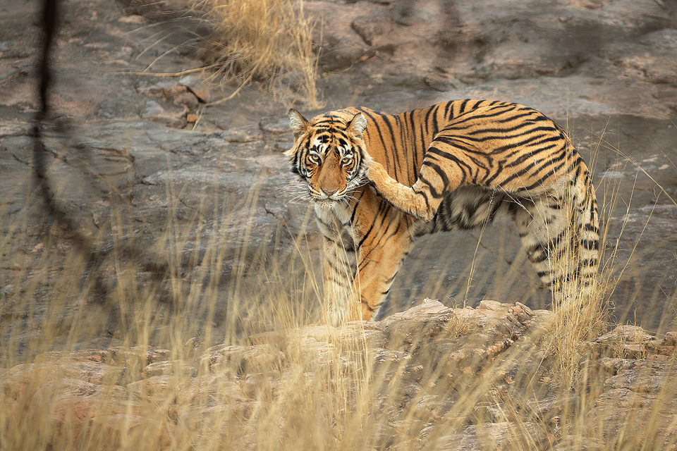 Scratching Tiger. A Ranthambore tigress known as Noori (aka T-105) scratching her head after waking up. After becoming an adult, Noori has made her territory in zone no.2 of the famous Ranthambore National Park. Ranthambore National Park, Rajasthan, India.