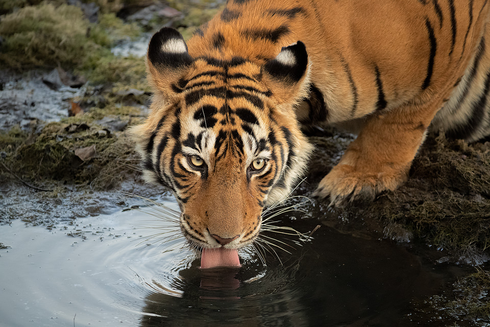 Drinking tigress. A Ranthambore tigress known as Noori (aka T-105) drinking from a mossy pool. After becoming an adult, Noori has made her territory in zone no.2 of the famous Ranthambore National Park. Ranthambore National Park, Rajasthan, India.