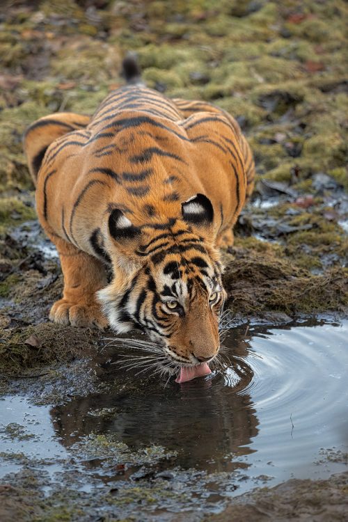 Drinking tigress. A Ranthambore tigress known as Noori (aka T-105) drinking from a mossy pool. After becoming an adult, Noori has made her territory in zone no.2 of the famous Ranthambore National Park. Ranthambore National Park, Rajasthan, India.