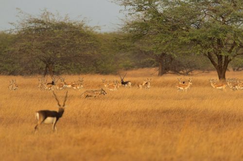 Indian wolf and blackbucks. A lone indian wolf moves through a herd of blackbuck antelopes in the grasslands of Velavadar National Park, Gujarat, India.