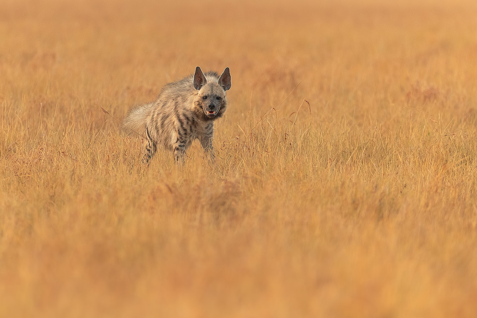 Female Striped Hyena. A female striped hyena resting after dragging a scavenged blackbuck antelope kill through the grasslands of Velavadar. Blackbuck National Park, Gujarat, India.