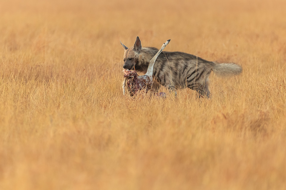 Striped Hyena with blackbuck carcass. A female striped hyena dragging an adult blackbuck carcass through the grasslands of Velavadar. Blackbuck National Park, Gujarat, India.