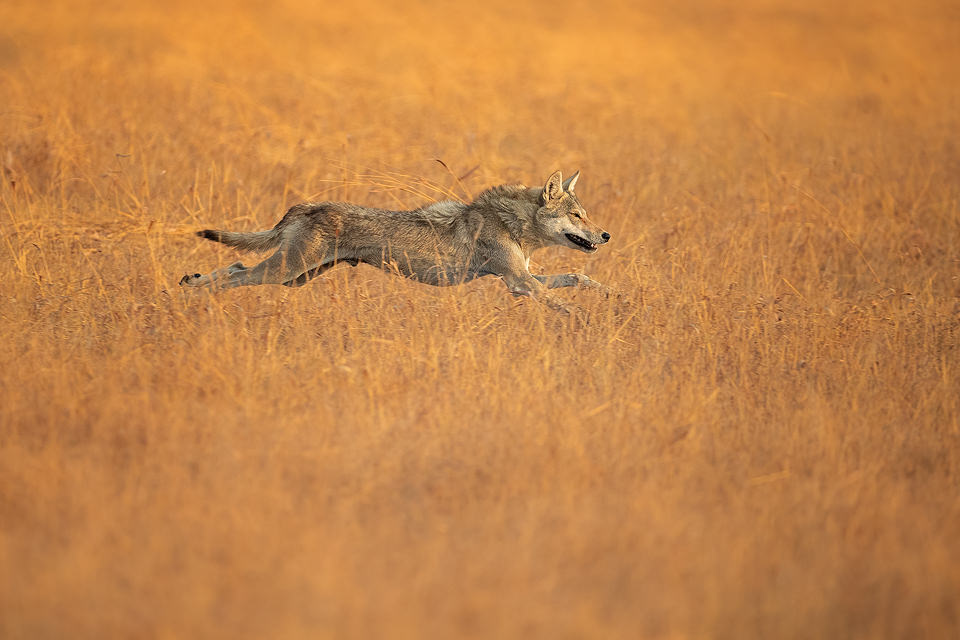 Hunting Indian Wolf. Indian Grey wolf sprinting through the grassland after a blackbuck antelope. Velavadar National Park, Gujarat, India.