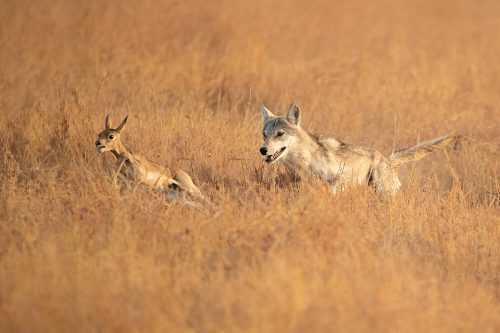 Indian Wolf Hunting Blackbuck. Indian Grey wolf sprinting through the grassland after a young blackbuck antelope. Velavadar National Park, Gujarat, India.