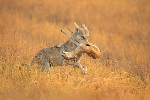 Indian Wolf with Prey. Indian Grey wolf with young blackbuck antelope kill. Velavadar National Park, Gujarat, India.