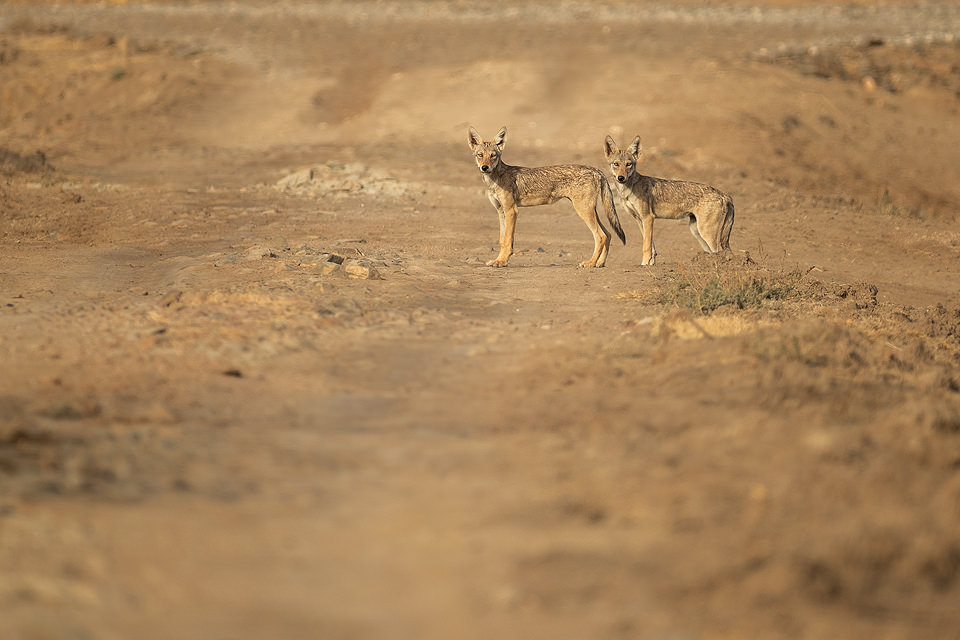 A pair of indian wolf pups curiously look towards our vehicle from a dry dusty track in the grasslands of Velavadar National Park, Gujarat, India.