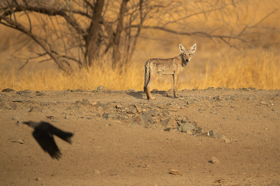 An Indian wolf pup curiously watching a passing crow from a dry dusty track in the grasslands of Velavadar National Park, Gujarat, India.
