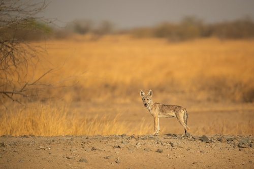An Indian wolf pup pauses on a dry dusty track in the grasslands of Velavadar National Park, Gujarat, India. Wolf pups are born blind and their eyes open around 9-12 days after birth. When pups are around 3 months old they are ready to venture away from the den for the first time. 