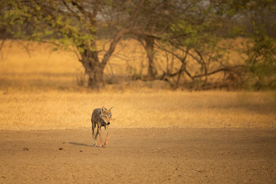 Indian wolf Habitat. An Indian grey wolf stalking through the grasslands of Velavadar National Park, Gujarat, India.