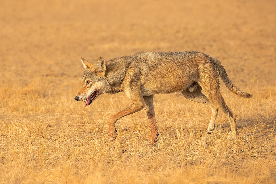 Indian wolf with bloody paws. A lone indian wolf tracks through the grasslands with blood covered front paws and snout. Velavadar National Park, Gujarat, India.