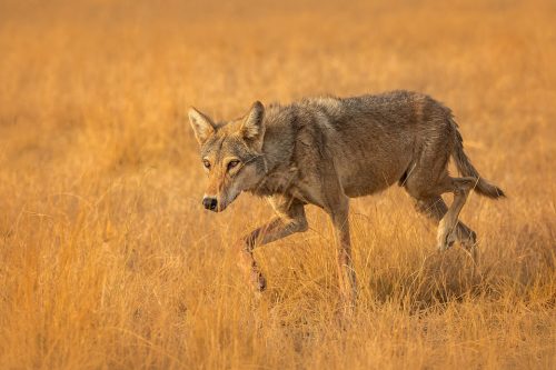 Stalking Indian wolf. An Indian grey wolf stalking prey through the grasslands of Velavadar National Park, Gujarat, India.