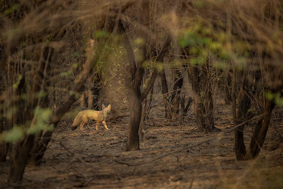 A Bengal Fox pauses to look towards our vehicle through the scrubby forest. Velavadar National Park, Gujarat, India.