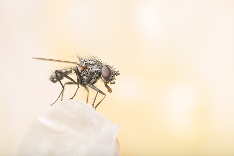 Fly on a petal with diffused colourful background Sheffield, UK.
