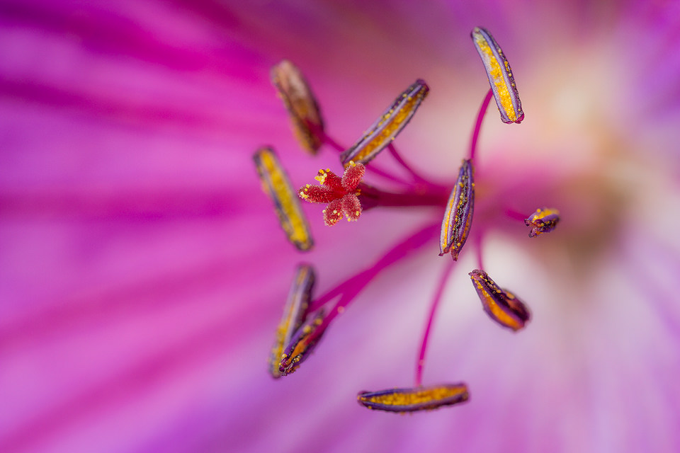 Macro photograph of the centre of a geranium rozzane flower showing intricate details. Sheffield, UK.