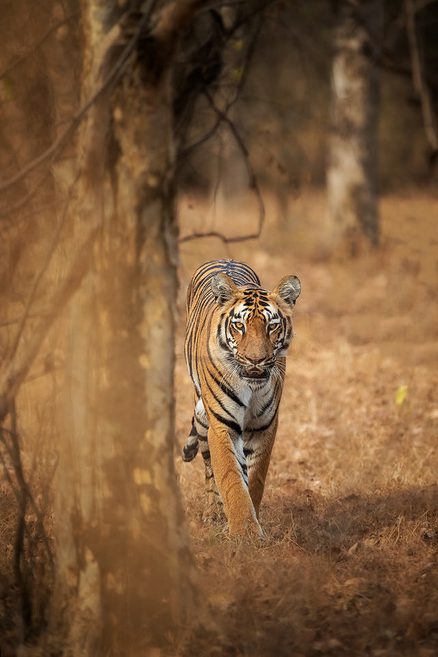 Tigress habitat. Adult tigress in dry forest habitat, Tadoba National Park, Maharashtra, India