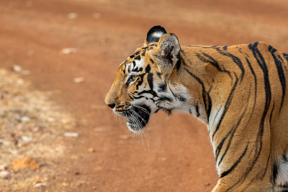 Tadoba Tigress. Close up portrait of a young tigress crossing the red sandy track just a few feet from our jeep. Tadoba National Park, Maharashtra, India.