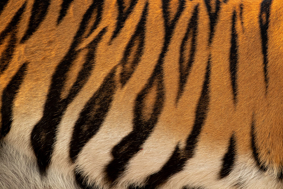 Tiger Stripes - Francis J Taylor Photography