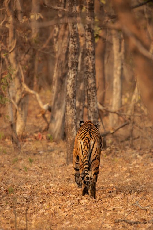 Return to the Jungle. An adult tigress disappearing back into the jungle, Tadoba National Park, Maharashtra, India