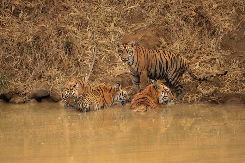 Tiger Family. A family of tigers cooling off in a pool during the blistering daytime heat, Tadoba National Park, Maharashtra, India
