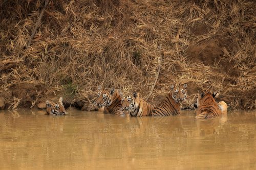 Tiger Family. A family of five tigers cooling off in a pool during the blistering daytime heat, Tadoba National Park, Maharashtra, India