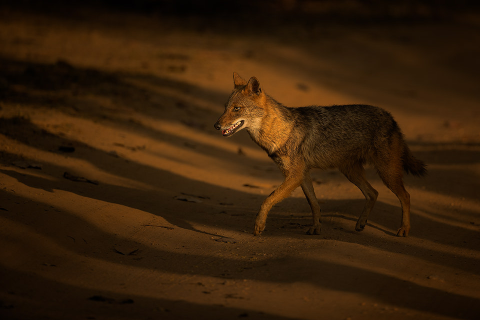 Sunlit Golden Jackal. An Indian golden jackal passes through a shaft of early morning sunlight. Kanha Tiger Reserve, Madhya Pradesh, India.