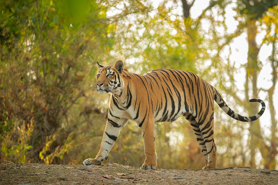 Stretching Tiger. A sub-adult male tiger stretches after resting on the track, before heading off into the jungle. Kanha National Park, Madhya Pradesh, India.