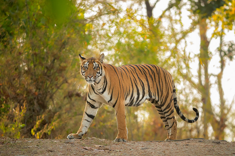 Kanha National Park Tiger.