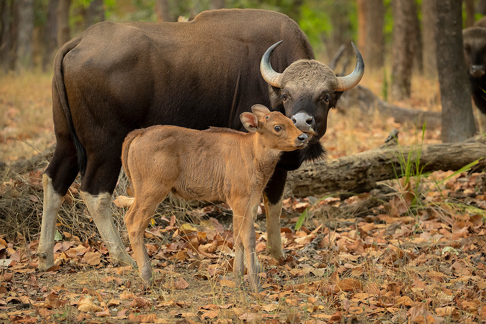 Indian Gaur and Calf. Female Indian gaur licking her calf. Bandhavgarh National Park, Madhya Pradesh, India.