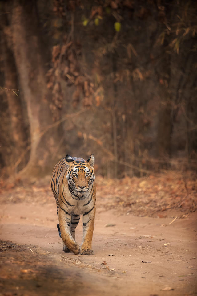 Tiger in dry forest, Bandhavgarh. A female Bengal tiger heads straight towards the jeep with a dry brown forest backdrop. Bandhavgarh National Park, Madhya Pradesh, India.