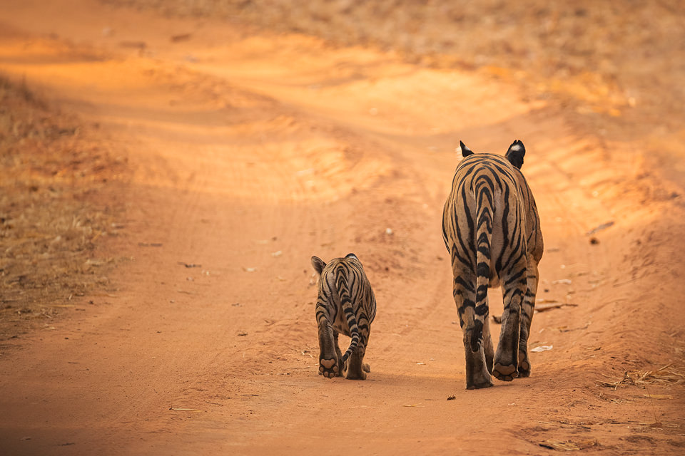 Tiger Cub and Mother Walking Away. A tiger cub and it's mother walking along the middle of the track, showing huge size difference. Bandhavgarh National Park, Madhya Pradesh, India.