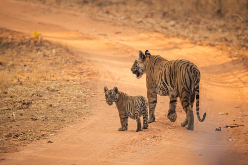 Tiger Cub and Mother. A tiger cub and mother walking along the middle of the track, showing the huge size difference. Bandhavgarh National Park, Madhya Pradesh, India.
