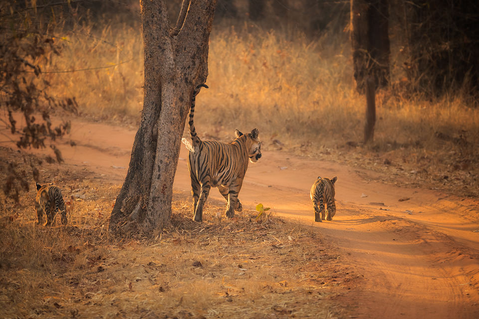 Scent Marking Tiger. Tigress scent marking a tree on the border of her territory. Bandhavgarh National Park, Madhya Pradesh, India.