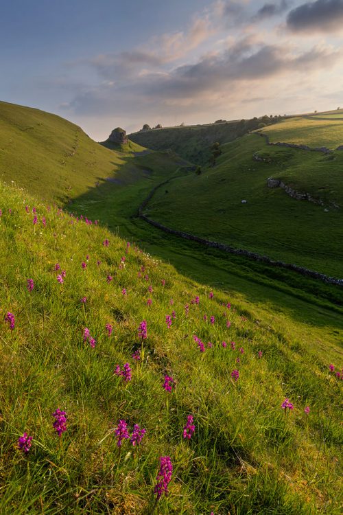  Cressbrook Dale Orchids. Sunset view of the Peter's stone with hundreds of early purple orchids covering the steep sided Cressbrook Dale. Cressbrook Dale, Peak District National Park. Although slightly more cloud cover would have been preferable, the great light and calm winds were a real blessing to ensure the foreground stayed sharp and motion free.