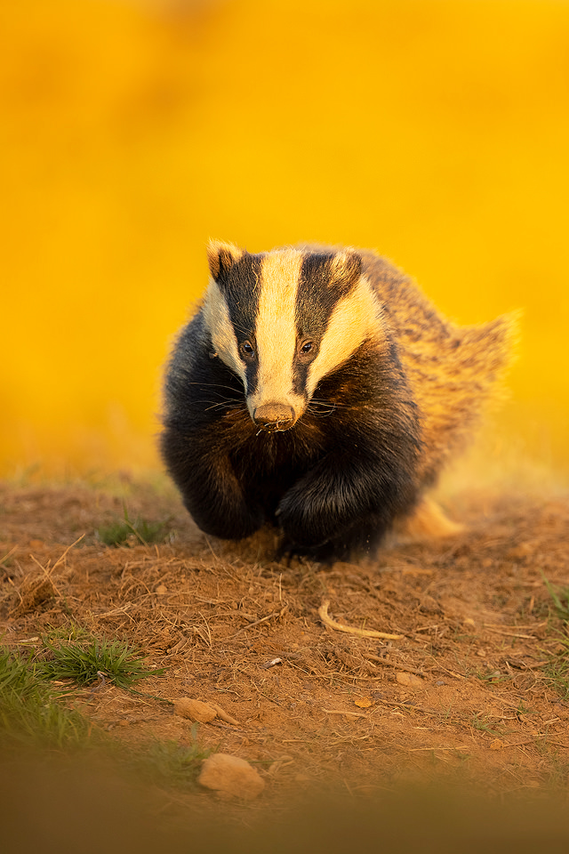Running Badger. An adult European badger sprints back to the sett in golden evening sunlight. Derbyshire, Peak District National Park.