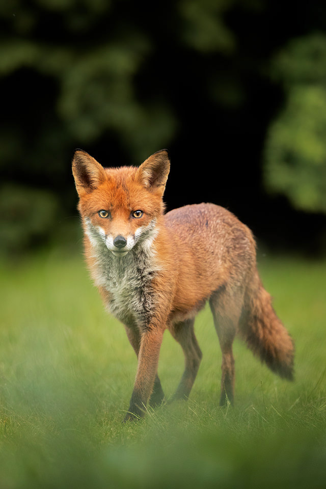 Red fox vixen, Sheffield, UK. When I first arrived back in the UK a vixen and her cubs were visiting our garden almost every evening. Typically the cubs would arrive just as the light was getting a little too low, but the vixen always came first to check the coast was clear. By shooting from inside the house through the open door I was able to stay concealed enough that she would come very close for some frame filling portraits.