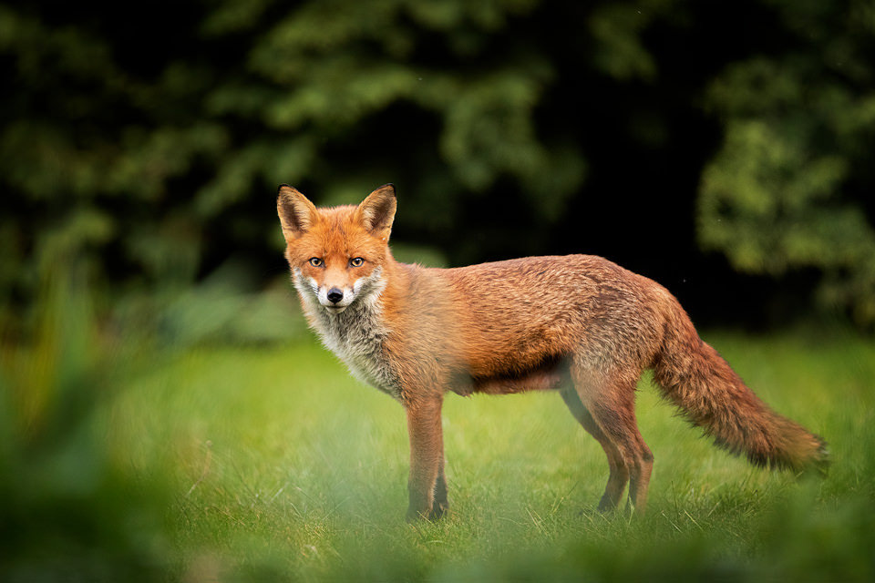 Red fox vixen, Sheffield, UK. When I first arrived back in the UK a vixen and her cubs were visiting our garden almost every evening. Typically the cubs would arrive just as the light was getting a little too low, but the vixen always came first to check the coast was clear. By shooting from inside the house through the open door I was able to stay concealed enough that she would come very close for some frame filling portraits.