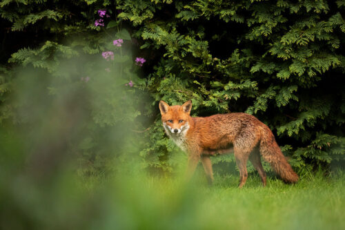 Red fox vixen, Sheffield, UK. When I first arrived back in the UK a vixen and her cubs were visiting our garden almost every evening. Typically the cubs would arrive just as the light was getting a little too low, but the vixen always came first to check the coast was clear. By shooting from inside the house through the open door I was able to stay concealed enough that she would come very close for some frame filling portraits.
