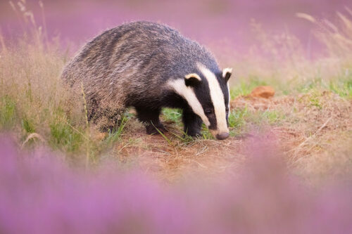 badger cub in purple heather. A badger cub surrounded by purple flowering heather. Peak District National Park.
